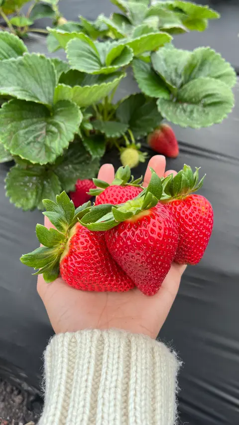 A hand holding freshly picked strawberries in front of a strawberry plant.