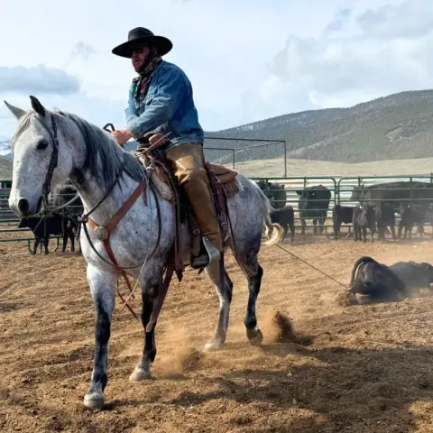 A cowboy on a grey horse ropes a calf in a corral.