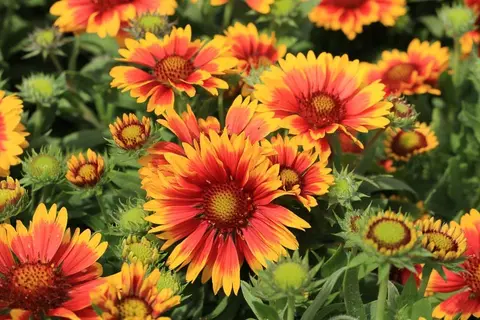 A close-up photograph of bright red and yellow blanket flowers in full bloom.