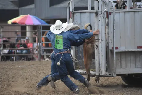Two cowboys work at a rodeo, opening a chute.