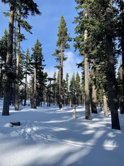 A snowy forest with tall pine trees under a blue sky.