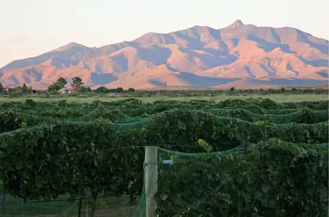 A vineyard with protective netting in front of rolling mountains at sunset.