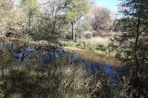 A small stream flows through a wooded area with trees and tall grass.