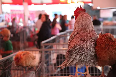 A rooster and hens stand in cages at a fair with people in the background.