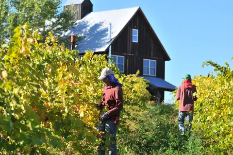 People harvesting grapes in a vineyard with a large barn in the background.