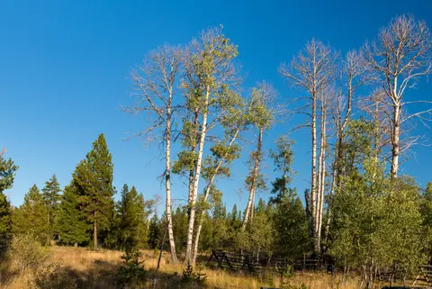 Aspen trees along Blue Mountain Scenic Byway.