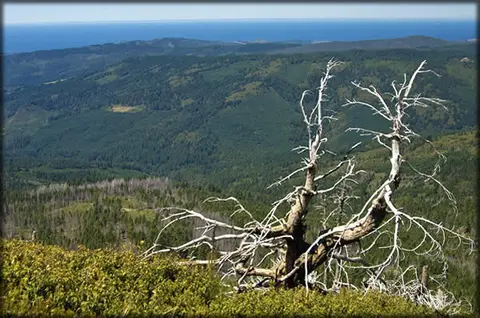 A dead tree stands on a ridge overlooking a forested landscape and the ocean in the distance.