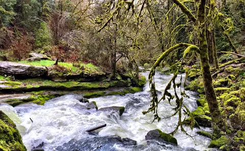 A rushing stream flows through a mossy forest.