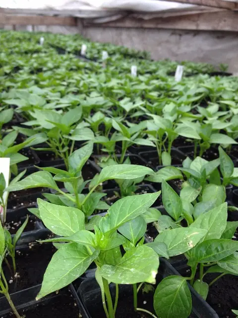 Rows of green seedlings growing in small pots inside a greenhouse.