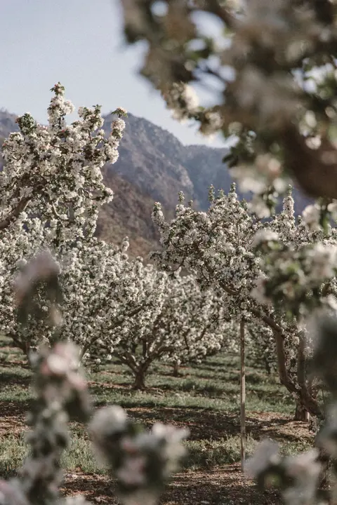 An orchard in full bloom with mountains in the background.
