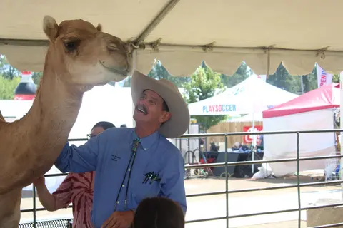 Camel exhibit, Coconino County Fair.