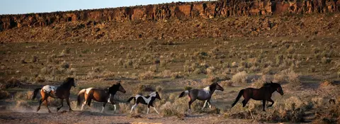 Several horses run across a dry landscape in front of a rocky cliff.