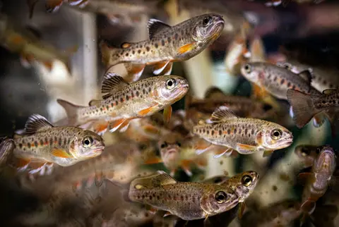 A close-up of a group of small trout swimming together.