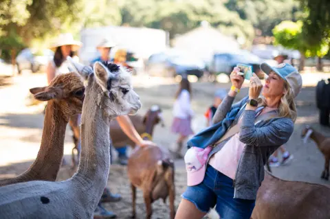 A woman takes a photo of alpacas at an outdoor event.