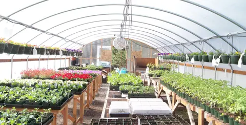 A large greenhouse filled with tables of young plants and hanging flower pots.