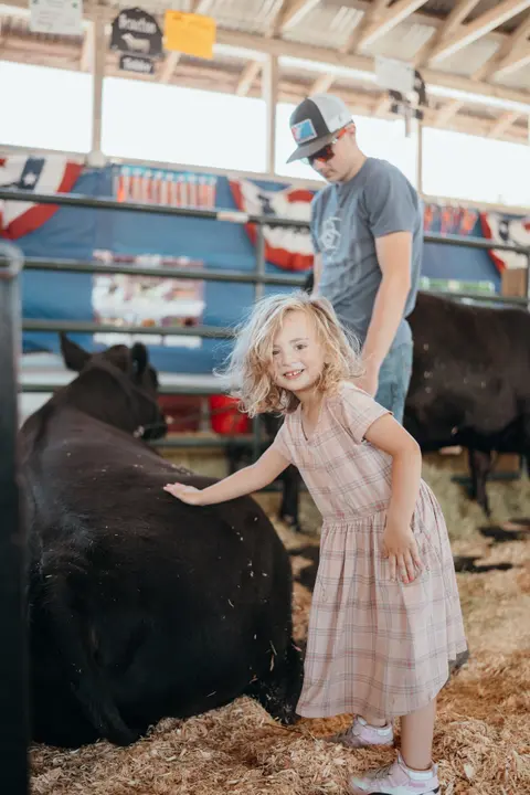 A young girl smiling while petting a black cow in a barn.