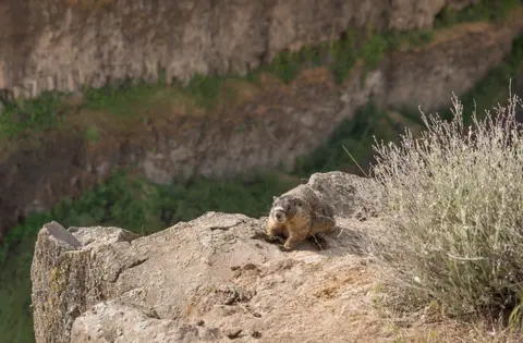 A marmot sits on a rocky cliffside ledge.