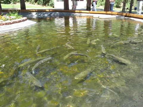 A pond filled with fish outdoors.