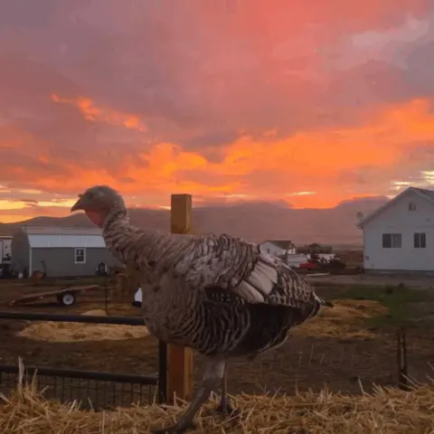 A turkey stands on hay in front of buildings against a colorful sunset sky.