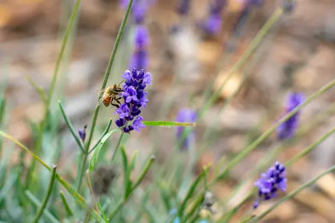 A bee pollinates a purple lavender flower.