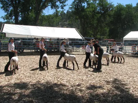 A group of participants show sheep in an outdoor livestock pen.