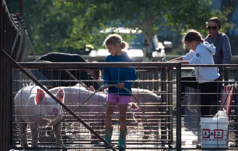 People wash pigs in an outdoor pen with a hose.