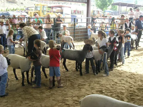 Children show sheep in a sandy show ring while spectators watch from behind a metal fence.