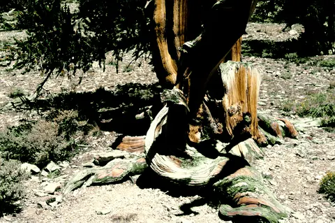Ancient Bristlecone Pine Forest.
