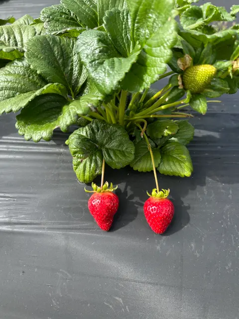 A strawberry plant with two ripe red strawberries hanging down over plastic mulch.