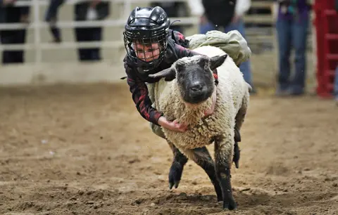 A child wearing a helmet rides a sheep in an arena.