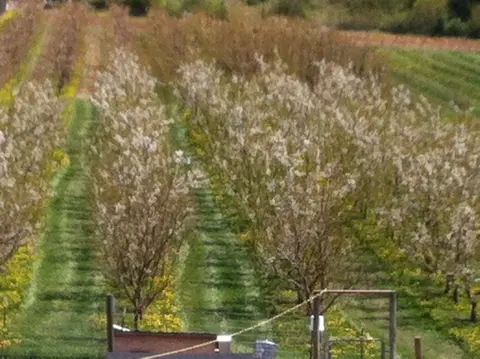 Rows of blooming trees in an orchard.