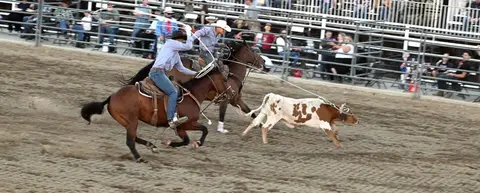 Two cowboys on horses herd a calf in an arena.