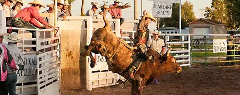 A cowboy rides a bucking bull at a rodeo while spectators watch.