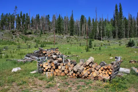 A stack of cut logs in a grassy clearing with a forest in the background.