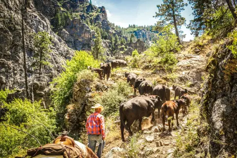 A cowboy herding cattle along a rocky mountain trail.
