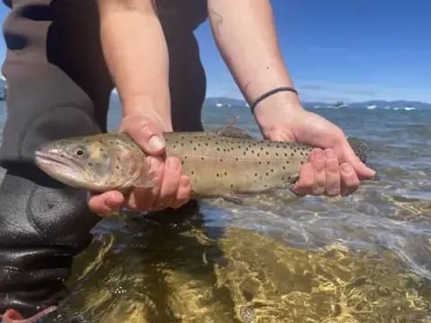 A person holds a spotted fish in shallow water.