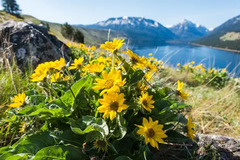 A cluster of yellow wildflowers blooms on a hillside overlooking a blue lake and snow-capped mountains.
