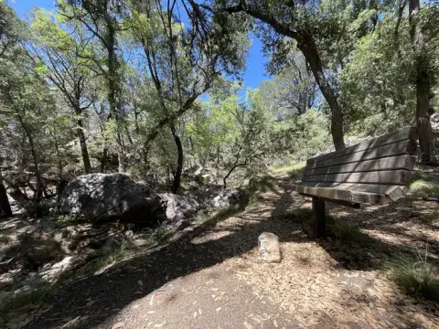 A wooden bench sits along a dirt path in a wooded forest area.