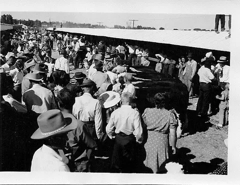 A historic photograph showing a crowd of people gathered around cattle outdoors.