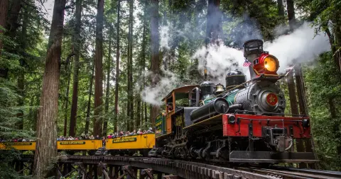 A steam train travels through a forest of tall trees.