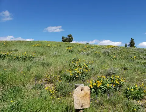 A grassy hillside covered in green grass and yellow wildflowers under a blue sky.