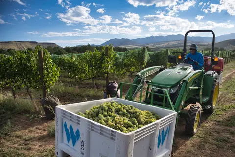 A person driving a tractor through a vineyard with a bin of harvested grapes in the foreground.