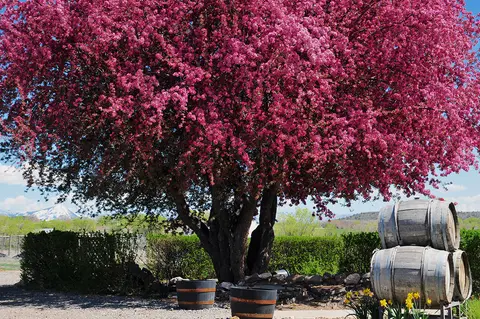 A large flowering tree in full bloom stands next to wine barrels.