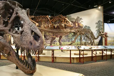 A museum exhibit displaying dinosaur skeletons inside a building.