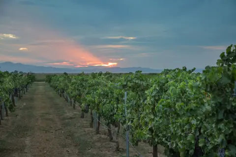 Rows of grapevines stretch toward a sunset in the distance.