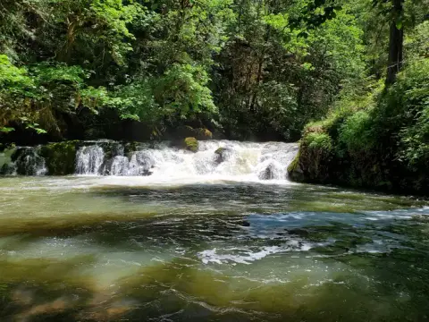 A small waterfall flows into a forest stream.