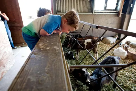 A child looks at goats and sheep inside a barn.
