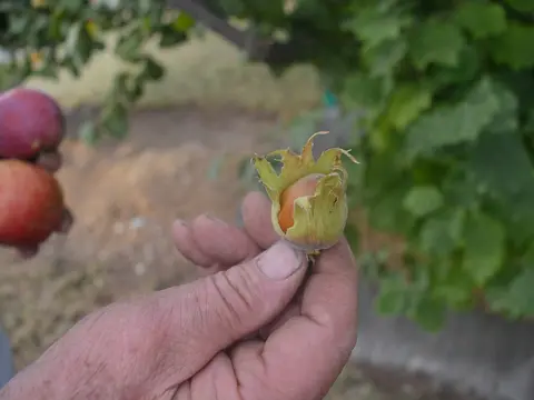 A person holding a hazelnut in its husk.
