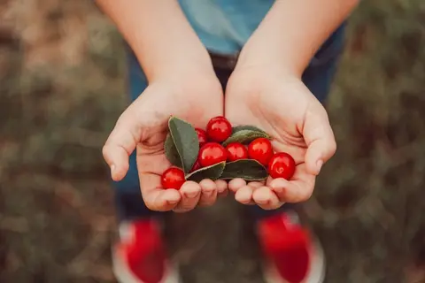 A person holding freshly picked cherries in their hands.