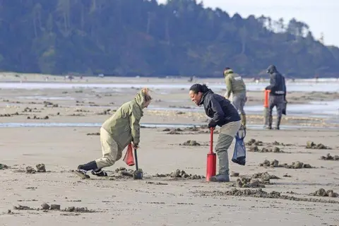 People dig in the sand on a beach.